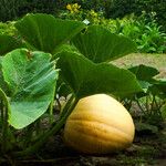 Cucurbita maxima Fruit