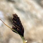 Carex parviflora Цвят