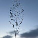 Agrostis capillaris Кветка