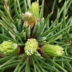 Picea glauca 葉