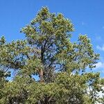 Pinus edulis Hábito