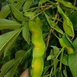 Lonchocarpus parviflorus Fruct