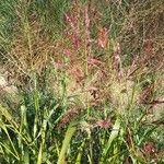 Sorghum halepense Libunga