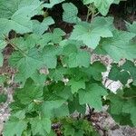 Ribes spicatum 葉