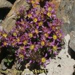 Saxifraga biflora Цвят
