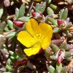 Portulaca perennis Кветка