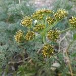 Lomatium mohavense Агульны выгляд