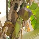 Musa acuminata Fleur