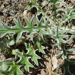Cirsium echinatum 樹皮