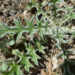 Cirsium echinatum Rhisgl