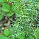 Astragalus vesicarius Blad