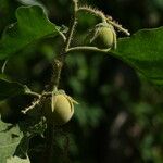 Solanum crinitum Vrucht