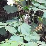 Cardiospermum grandiflorum Ekosanga