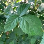 Rubus scaber Leaf