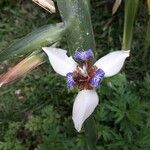 Neomarica gracilis 花