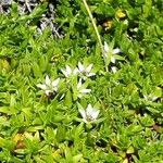 Minuartia rupestris Flower