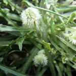 Hypochaeris robertia Fruto