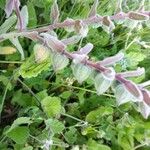 Nonea vesicaria Hoja
