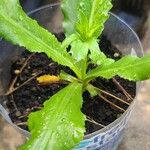 Eryngium foetidum Feuille