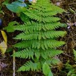 Dryopteris carthusiana برگ