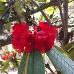 Rhododendron argipeplum Flor