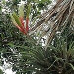 Tillandsia fasciculata Цвят