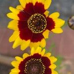 Coreopsis tinctoria Flor