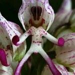 Orchis simia Kukka