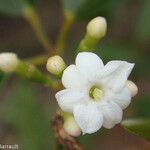 Jasminum didymum Flower