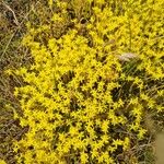 Sedum acreफूल