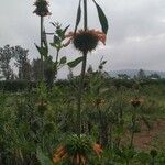 Leonotis nepetifolia (L.) R.Br.Кветка