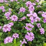 Lantana montevidensis Лист