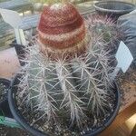 Melocactus intortus Leaf