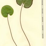 Adiantum reniforme Alia