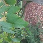 Acer capillipes List