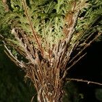 Selaginella pallescens Ліст