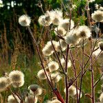 Erigeron acris Ffrwyth