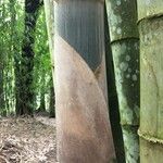 Dendrocalamus asper Ostalo