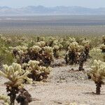 Cylindropuntia bigelovii عادت