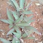 Tradescantia spathacea ഇല