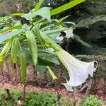 Brugmansia × candida Pers.Flor