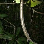 Atractocarpus aragoensis Plod