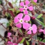 Saponaria calabrica Flower