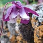 Aquilegia alpina Квітка