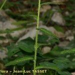 Leucanthemum pallens Foglia