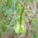 Geranium columbinum Frucht