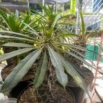 Pachypodium lamerei葉