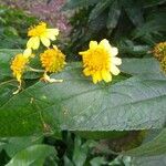 Melampodium divaricatum Flower