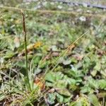 Carex uncinioides Flower