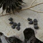 Abutilon theophrasti Frucht